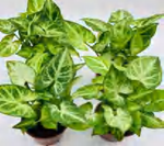 Syngonium Pixie TC | Grower's Choice, Foshan Collection