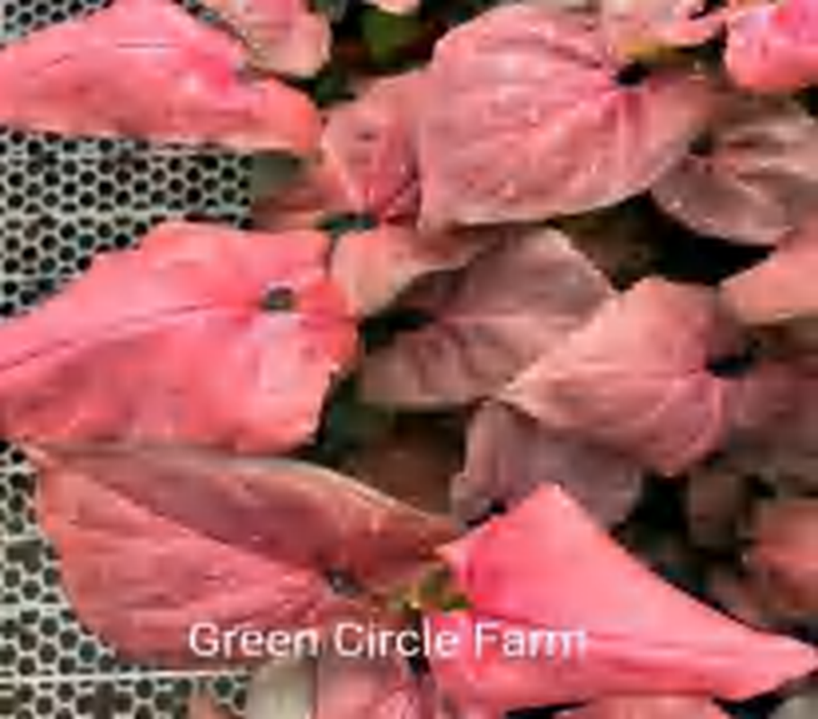 Syngonium Pink Perfection TC | Grower's Choice, Foshan Collection