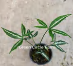 Syngonium Light Leaf TC | Grower's Choice, Foshan Collection