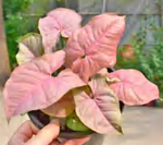 Syngonium Podophyllum 'Neon' TC | Grower's Choice, Foshan Collection