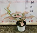 Syngonium " Pink Arrow" TC | Grower's Choice, Foshan Collection