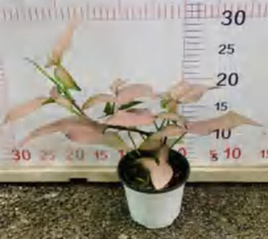 Syngonium " Pink Arrow" TC | Grower's Choice, Foshan Collection
