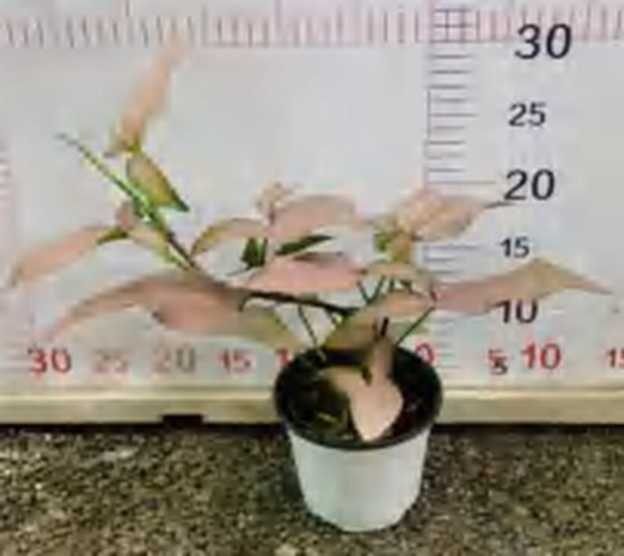 Syngonium " Pink Arrow" TC | Grower's Choice, Foshan Collection