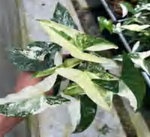 Syngonium Albo Podophyllum TC | Grower's Choice, Foshan Collection