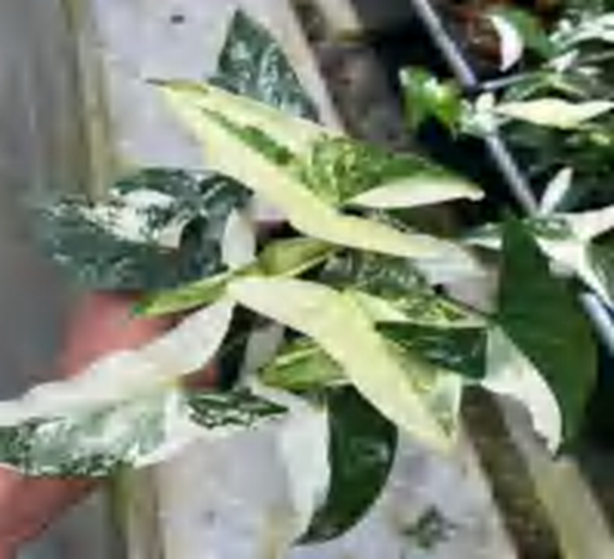 Syngonium Albo Podophyllum TC | Grower's Choice, Foshan Collection