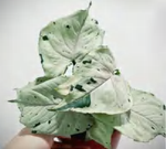 Syngoniumfreckles Greyghost TC | Grower's Choice, Foshan Collection