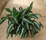 Syngonium Wendlandii Silver Goosefoot TC | Grower's Choice, Foshan Collection