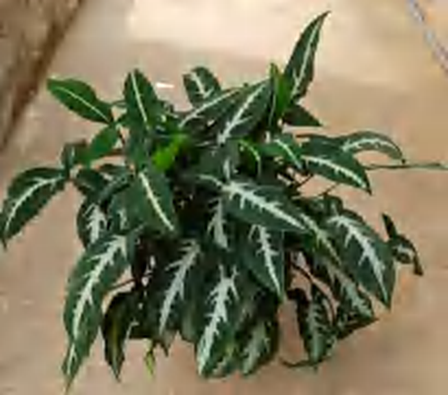 Syngonium Wendlandii Silver Goosefoot TC | Grower's Choice, Foshan Collection