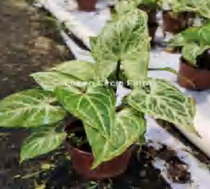 Syngonium 'Batik' TC | Grower's Choice, Foshan Collection