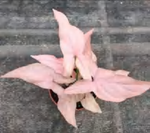 Syngonium 'Perfection' Pink Splash Variegated TC | Grower's Choice, Foshan Collection