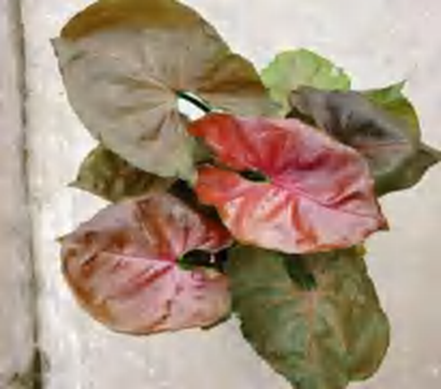 Syngonium Strawberry Ice TC | Grower's Choice, Foshan Collection