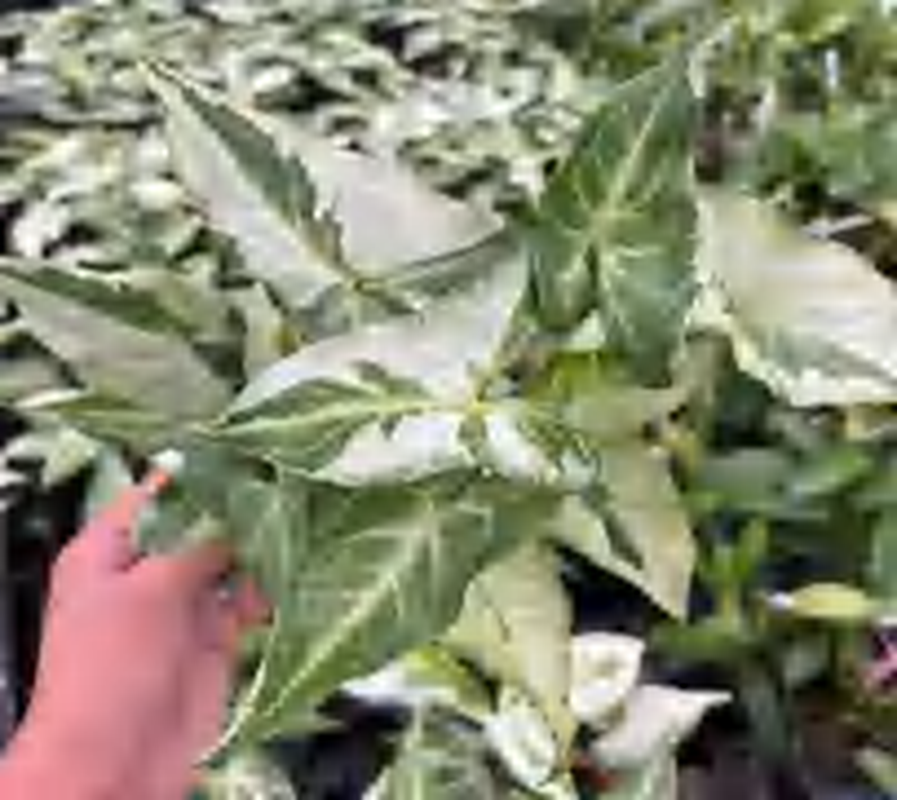 Syngonium 'Three King' TC | Grower's Choice, Foshan Collection