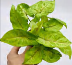 Syngonium Podophyllum 'Golden Allusion' TC | Grower's Choice, Foshan Collection