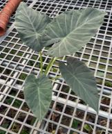 Alocasia 'Regal Shields TC | Grower's Choice, Foshan Collection