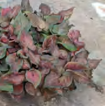 Caladium Ebony TC | Grower's Choice, Foshan Collection