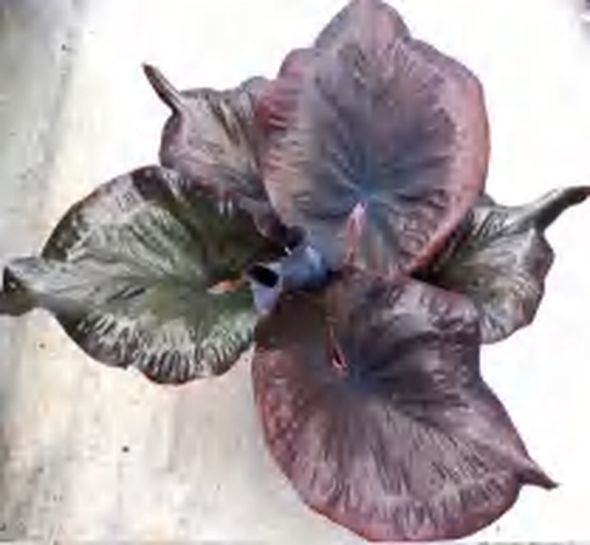 Caladium Black King Kong TC | Grower's Choice, Foshan Collection