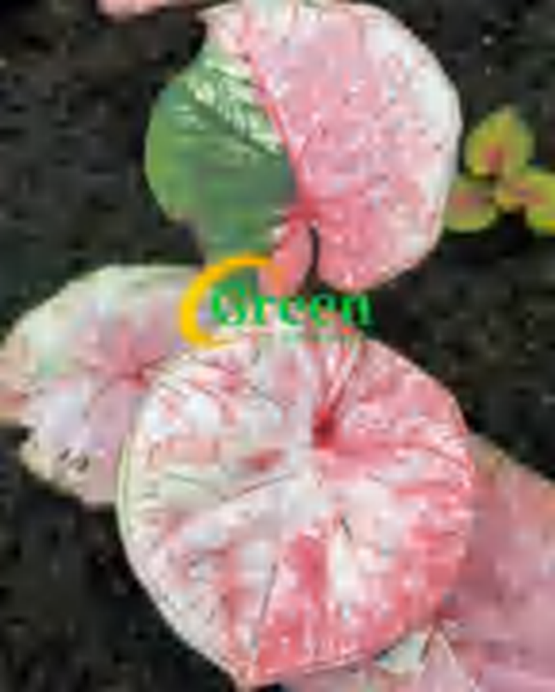 Caladium 'Peach Red Wine' TC | Grower's Choice, Foshan Collection