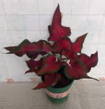 Caladium Exotic Dancer TC | Grower's Choice, Foshan Collection