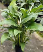 Spathiphyllum Gaint Princess TC | Grower's Choice, Foshan Collection