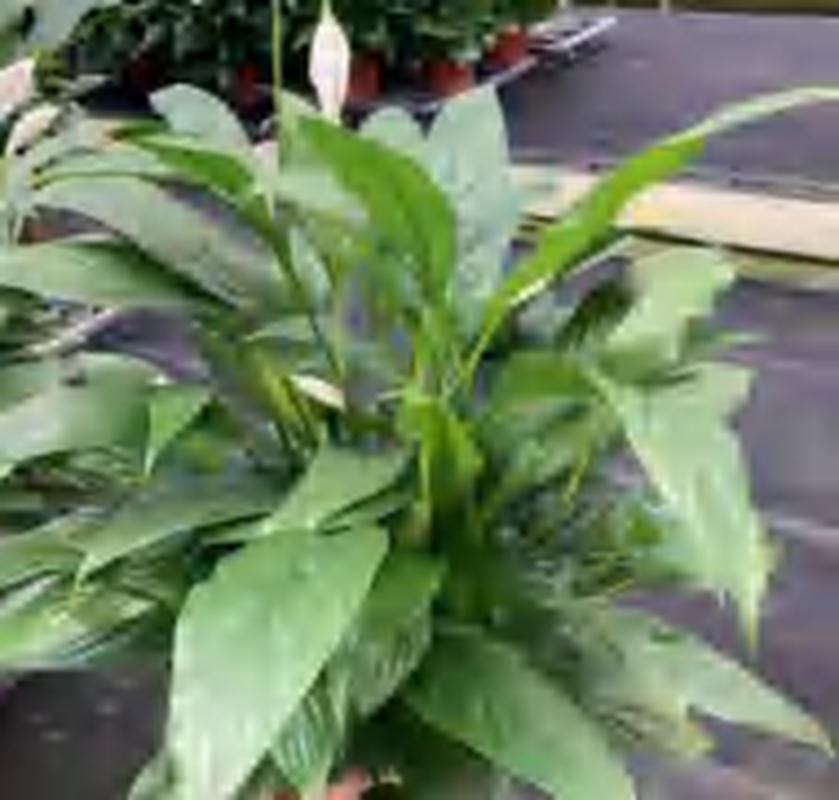 Spathiphyllum Wallisii TC | Grower's Choice, Foshan Collection