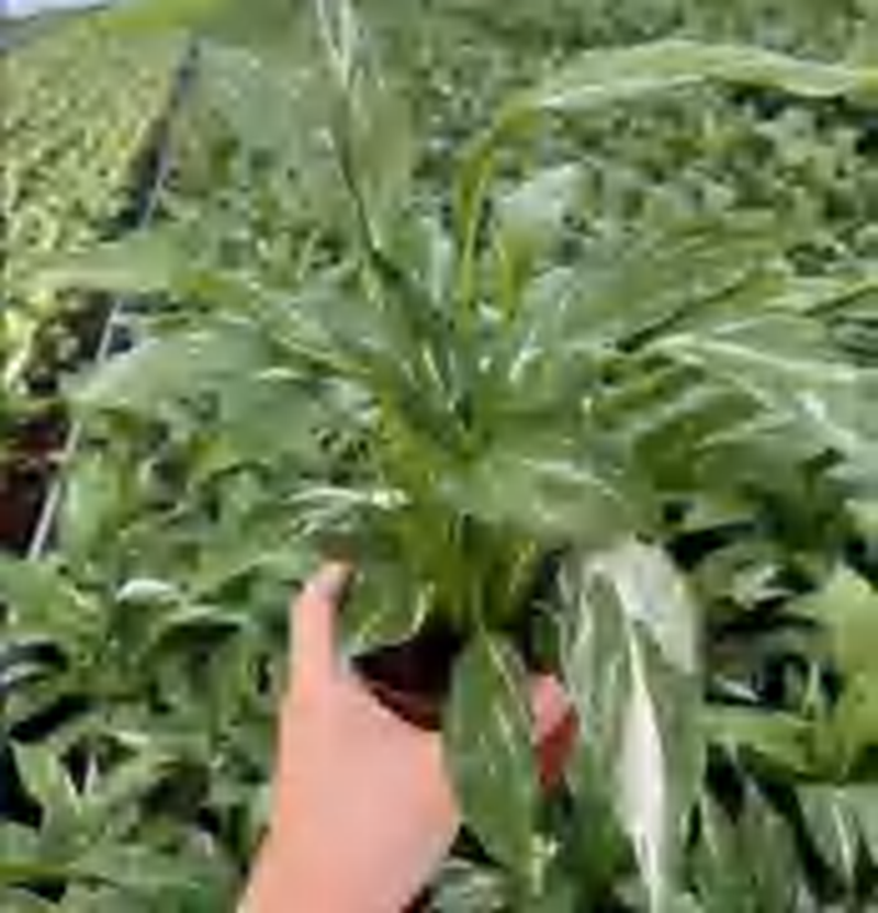 Spathiphyllum Variegated Sensation Galaxy TC | Grower's Choice, Foshan Collection