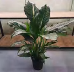 Spathiphyllum Princess TC | Grower's Choice, Foshan Collection