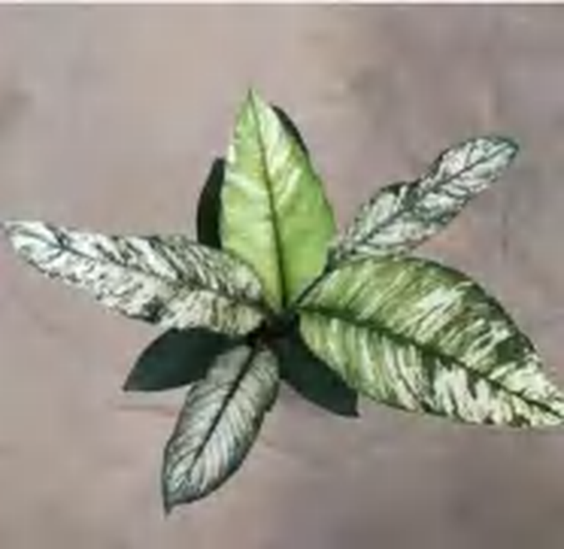 Spathiphyllum Variegated Sensation TC | Grower's Choice, Foshan Collection