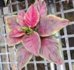 Aglaonema Black Peony TC | Grower's Choice, Foshan Collection