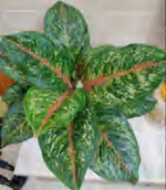 Aglaonema Golden Sunlight TC | Grower's Choice, Foshan Collection