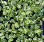 Aglaonema Silver Wrapped TC | Grower's Choice, Foshan Collection