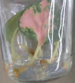 Aglaonema Pink Legacy TC | Grower's Choice, Foshan Collection