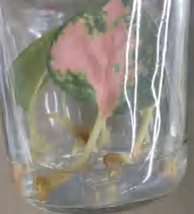 Aglaonema Pink Legacy TC | Grower's Choice, Foshan Collection