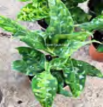 Aglaonema Pictum Tricolor TC | Grower's Choice, Foshan Collection