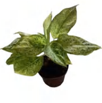Aglaonema Latosolic Red TC | Grower's Choice, Foshan Collection