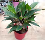 Aglaonema Sapphire TC | Grower's Choice, Foshan Collection