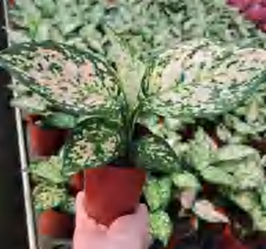 Aglaonema Emerald TC | Grower's Choice, Foshan Collection