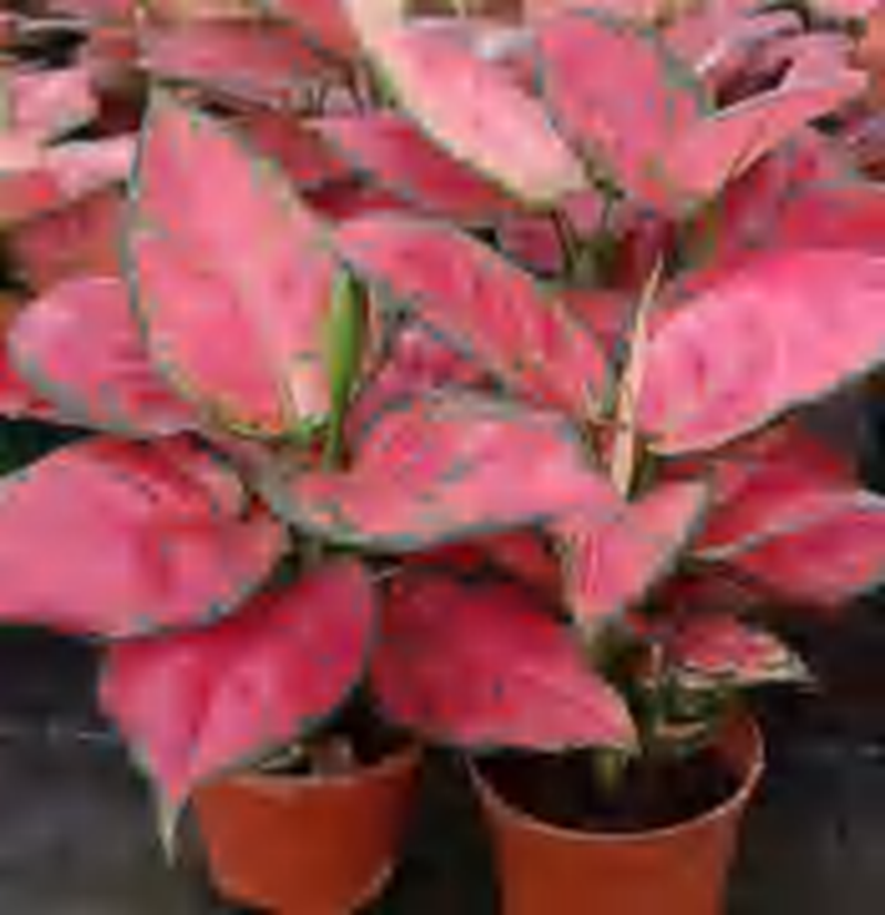 Aglaonema Green Emeral TC | Grower's Choice, Foshan Collection