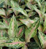 Aglaonem Red Dragon TC | Grower's Choice, Foshan Collection