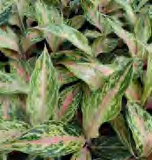 Aglaonem Red Dragon TC | Grower's Choice, Foshan Collection