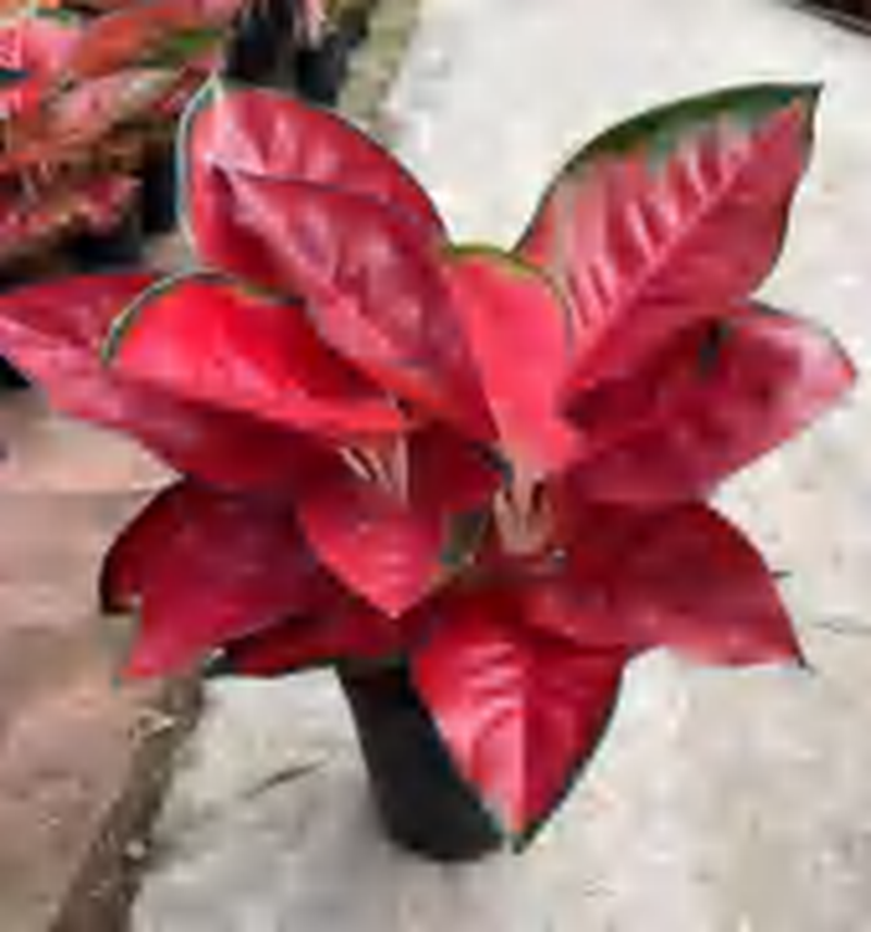 Aglaonema Hongyan TC | Grower's Choice, Foshan Collection