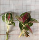 Aglaonema Red Emeral TC | Grower's Choice, Foshan Collection