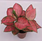 Aglaonema 'Ruby' TC | Grower's Choice, Foshan Collection