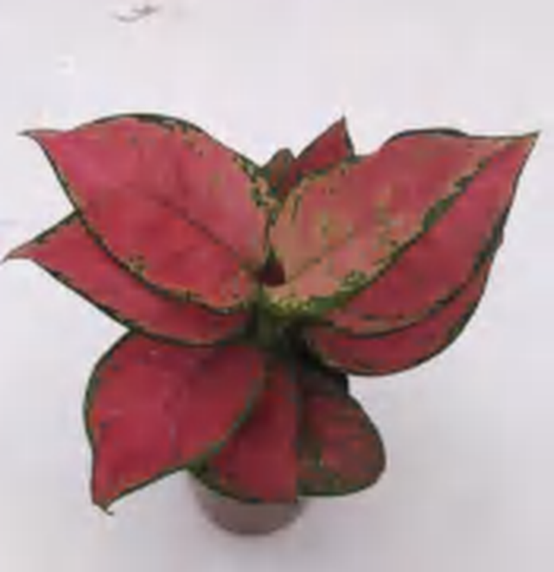 Aglaonema Red Ruyi TC | Grower's Choice, Foshan Collection