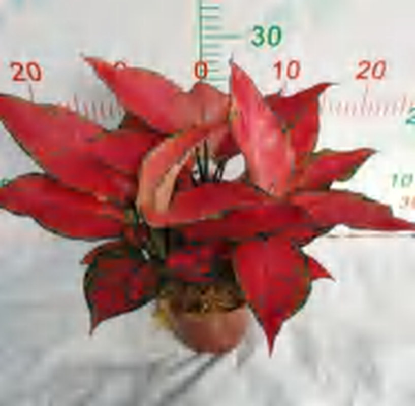Aglaonema Red Angel TC | Grower's Choice, Foshan Collection