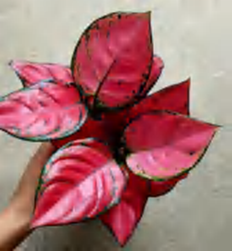 Aglaonem Hong Danxia TC | Grower's Choice, Foshan Collection