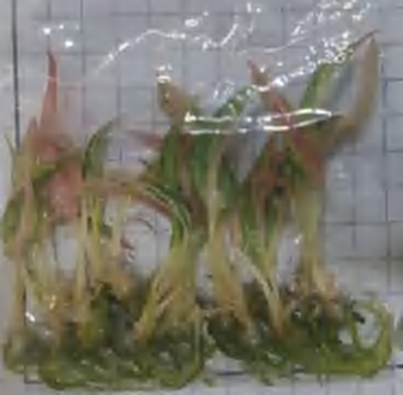 Aglaonema Pink Cochin TC | Grower's Choice, Foshan Collection