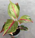 Aglaonema Pink Princess TC | Grower's Choice, Foshan Collection