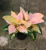 Aglaonema Okra TC | Grower's Choice, Foshan Collection