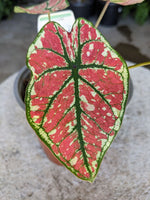 Caladium 'Fire Phoenix' | Seller's Choice, Hong Kong Collection