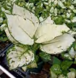 Aglaonema 'White' Ruyi TC | Grower's Choice, Foshan Collection